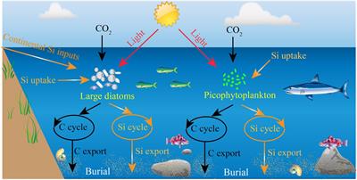 A Large Silicon Pool in Small Picophytoplankton